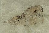 Insect Fossil Cluster- Green River Formation, Utah #101680-4